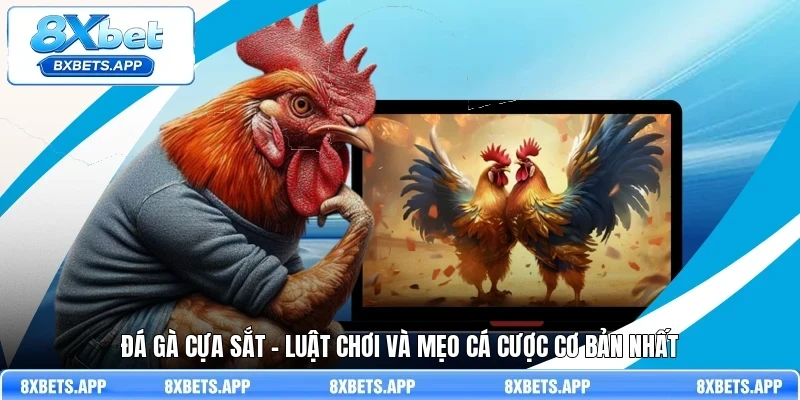 Đá gà cựa sắt - Luật chơi và mẹo cá cược cơ bản nhất
