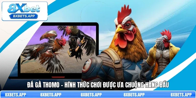 Đá gà Thomo - Hình thức chơi được ưa chuộng hàng đầu