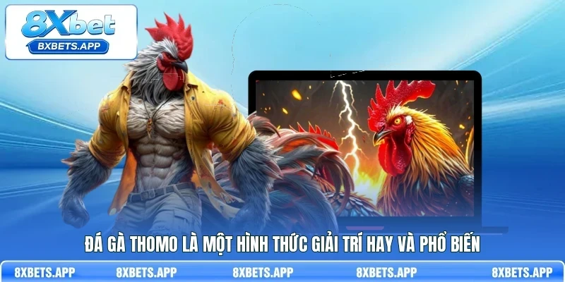 Đá gà Thomo là một hình thức giải trí hay và phổ biến