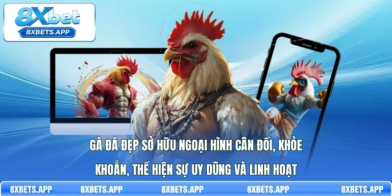 Gà đá đẹp sở hữu ngoại hình cân đối, khỏe khoắn, thể hiện sự uy dũng và linh hoạt