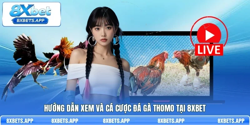 Hướng dẫn xem và cá cược đá gà Thomo tại 8Xbet