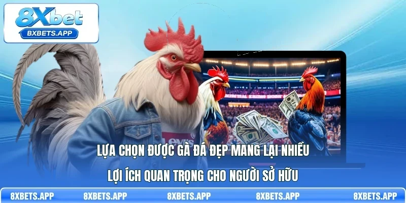 Lựa chọn được gà đá đẹp mang lại nhiều lợi ích quan trọng cho người sở hữu