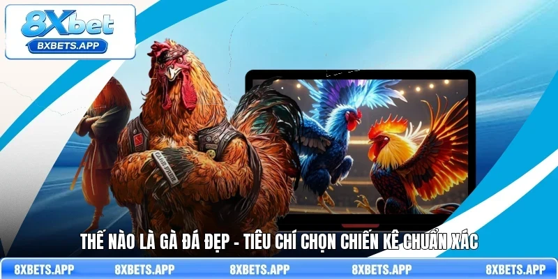 Thế nào là gà đá đẹp - Tiêu chí chọn chiến kê chuẩn xác