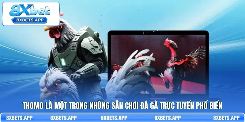 Thomo là một trong những sân chơi đá gà trực tuyến phổ biến