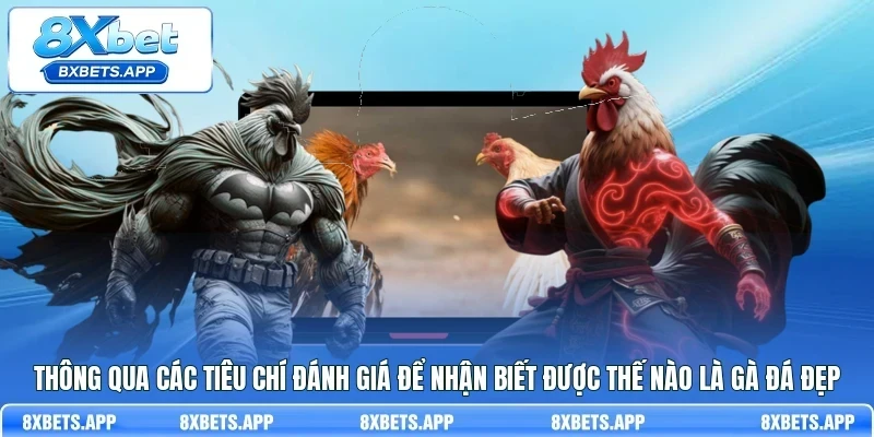 Thông qua các tiêu chí đánh giá để nhận biết được thế nào là gà đá đẹp