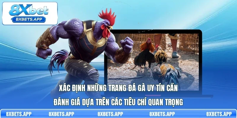 Xác định những trang đá gà uy tín cần đánh giá dựa trên các tiêu chí quan trọng
