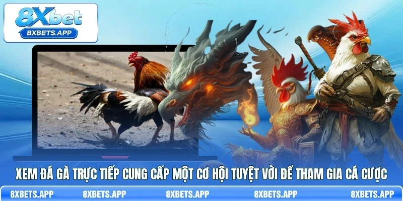 Xem đá gà trực tiếp cung cấp một cơ hội tuyệt vời để tham gia cá cược