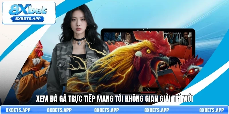 Xem đá gà trực tiếp mang tới không gian giải trí mới